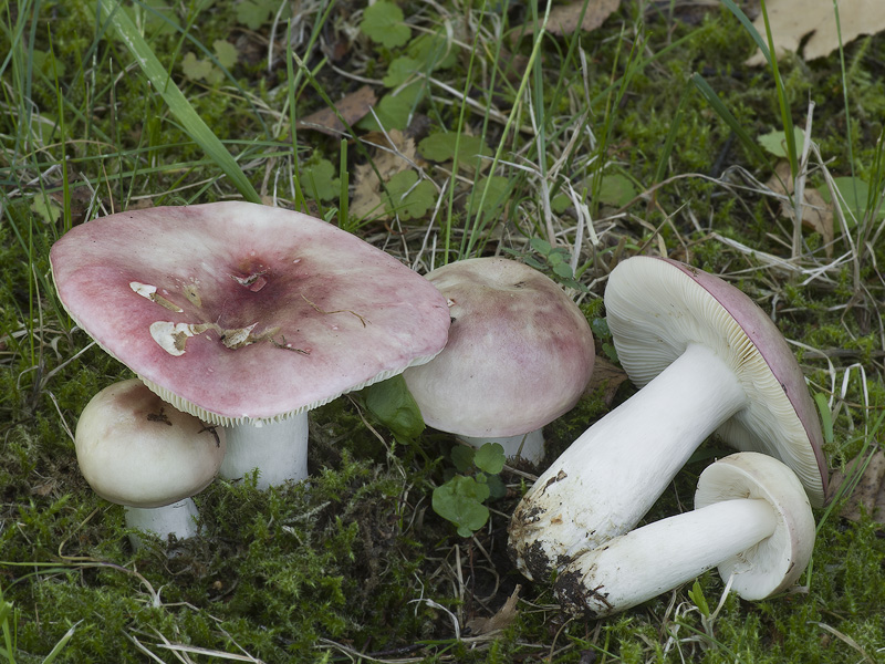 Russula exalbicans